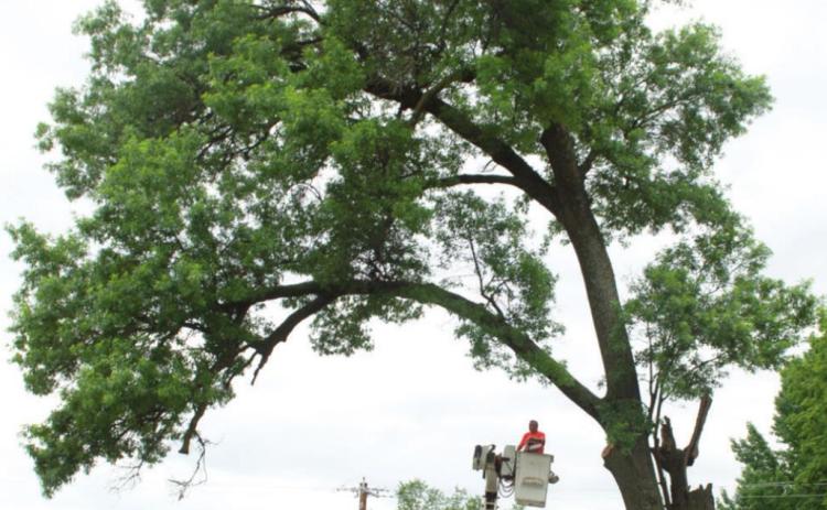 Workmen remove dangerous tree on Minnesota Street