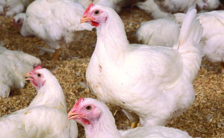 HPAI, an umbrella term for avian influenza that includes highly contagious strains such as H5 and H7, is considered a low public health risk. Courtesy photo.