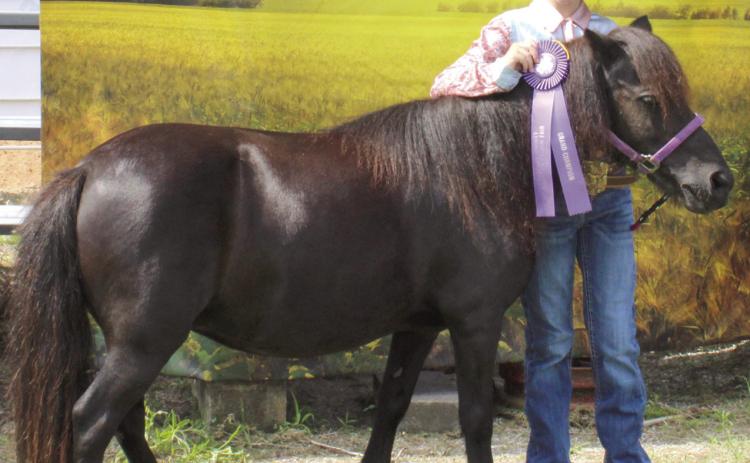 During annual Cherokee County Horse Show Abigail Hall was presented the award for Grand Miniature Horse.