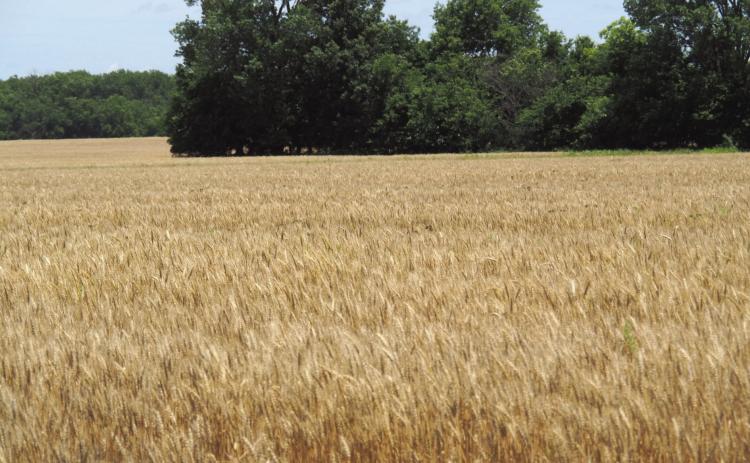 Justin Gilpin, CEO of the Kansas Wheat Commission for 16 years, is in Washington, D.C., to lobby Congress in support of the idea that international food assistance programs are a tool to fight hunger, build global markets and help Kansas farmers. (Jill Hummels for Kansas Reflector)